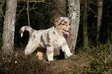 BERGER AUSTRALIEN PUPPIES 647